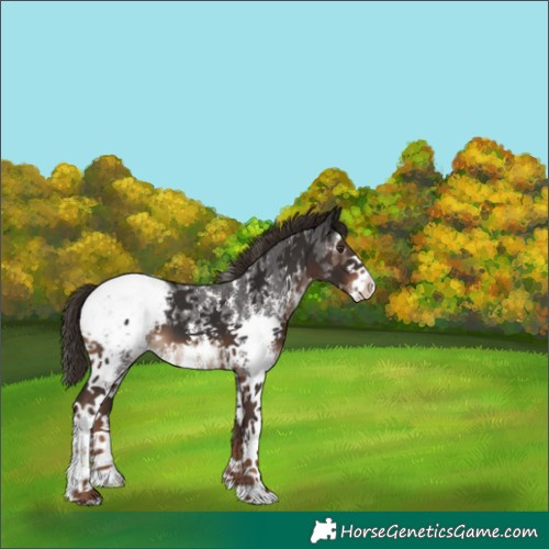 Horse Color:Liver Chestnut Sabino Appaloosa 