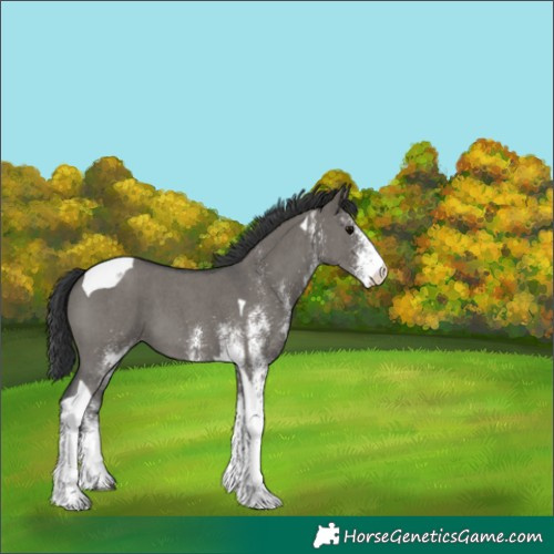 Horse Color:White Spotted Grullo Tobiano 