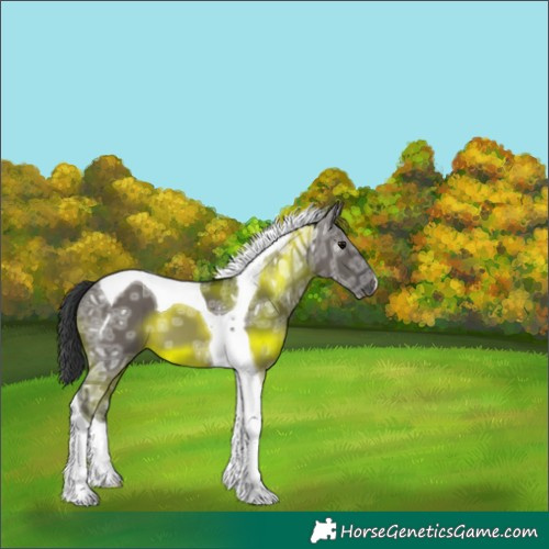 Horse Color:Grullo Ice Tobiano 