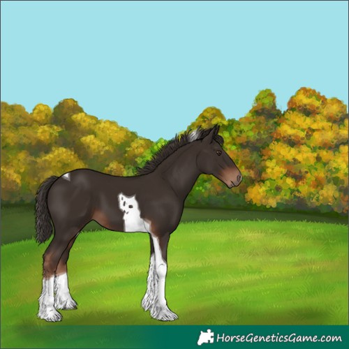 Horse Color:Liver Chestnut Tobiano 
