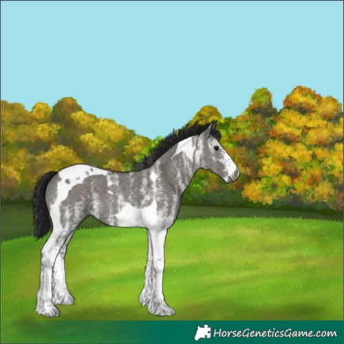 Horse Color:Gray White Spotted Grullo Tobiano 
