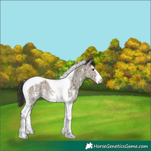 Horse Color:Brown Ice Dun Sabino Tobiano 