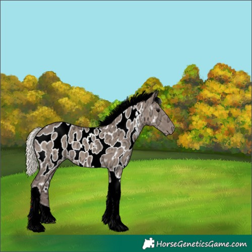 Horse Color:Silver Grullo Ice Tobiano Near Leopard 