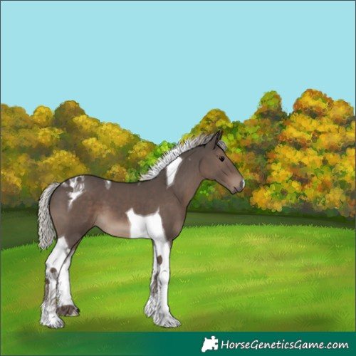 Horse Color:Silver Black Tobiano 