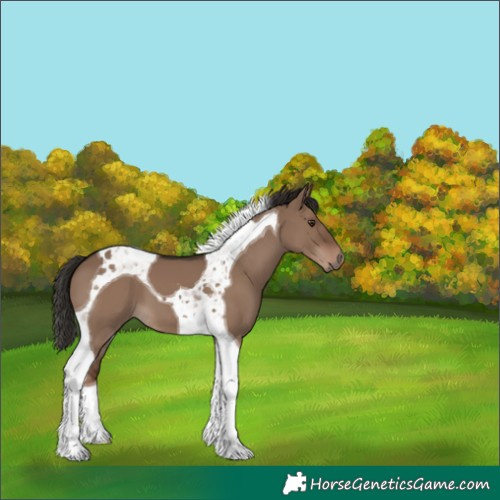 Horse Color:Liver Red Dun Tobiano 