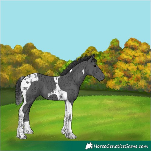 Horse Color:Black Ice Tobiano 