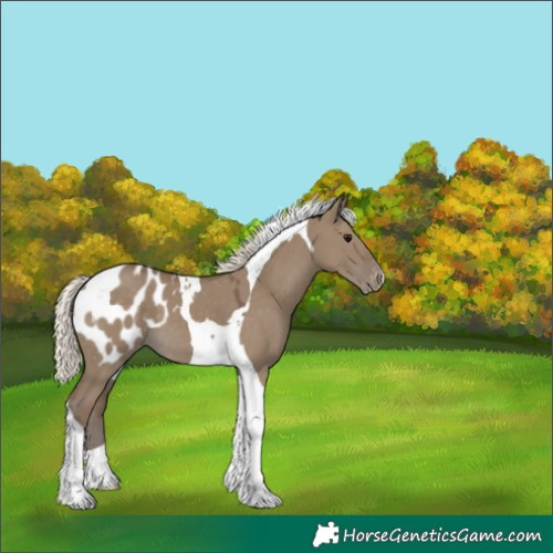 Horse Color:Silver Smoky Grullo Tobiano Blanket 