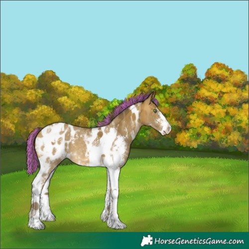 Horse Color:Painted Sable Cream Champagne Sabino Tobiano Blanket 
