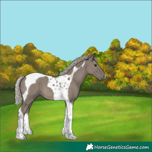 Horse Color:Silver Grullo Tobiano 