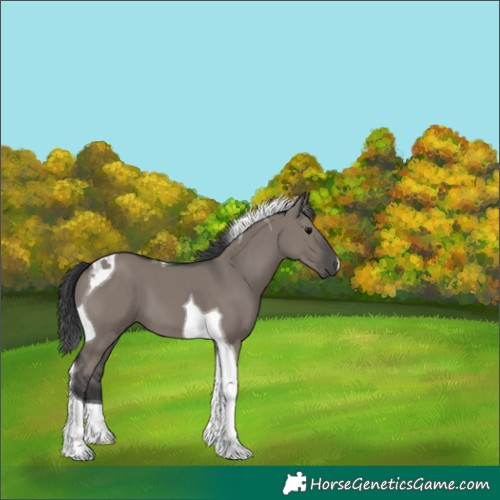 Horse Color:Grullo Tobiano 