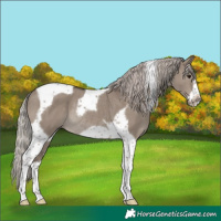 Horse Color:Silver Grullo Tobiano Frame Rabicano 
