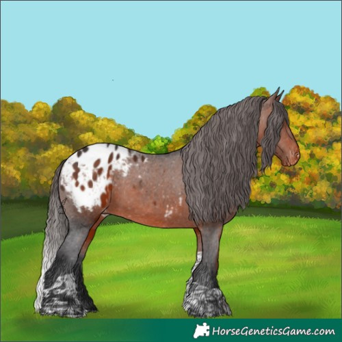 Horse Color:Bay Tobiano Appaloosa 