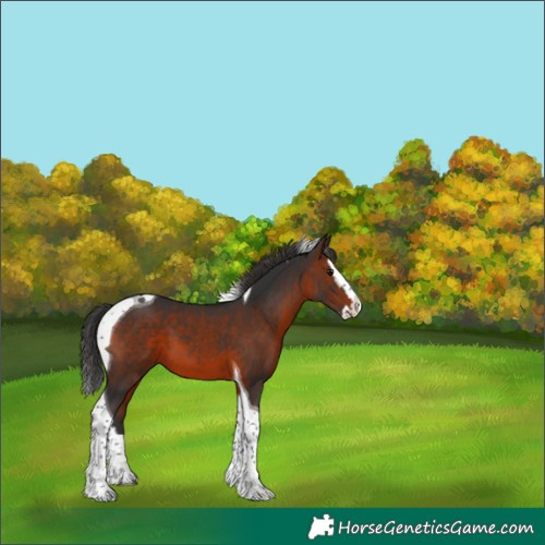 Horse Color:Brown Splash Tobiano 