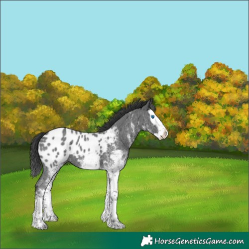 Horse Color:White Spotted Black Ice Splash Appaloosa 