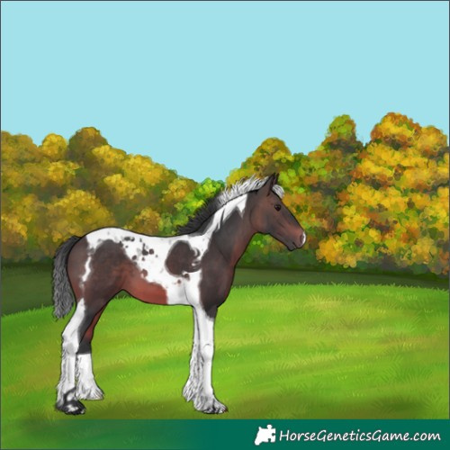 Horse Color:Brown Mushroom Tobiano 
