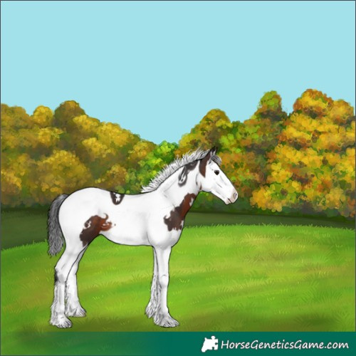 Horse Color:White Spotted Brown Splash Tobiano 