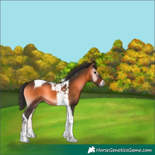 Horse Color:Brown Onyx Mushroom Tobiano 