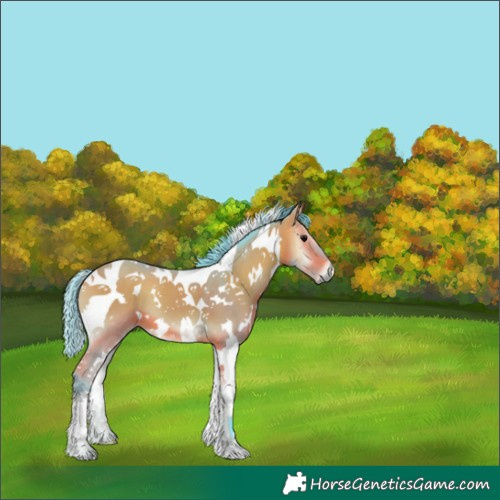 Horse Color:Watercolor White Spotted Bay Onyx Tobiano 