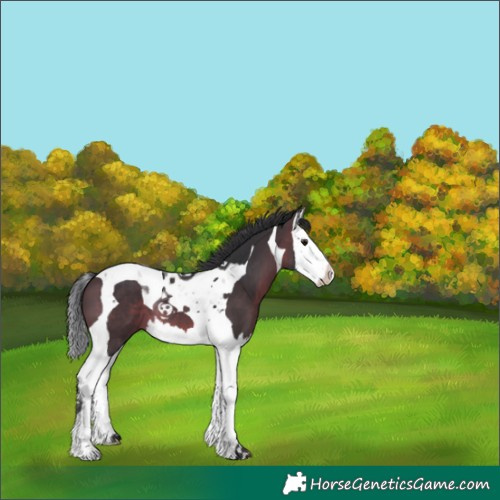 Horse Color:Brown Splash Tobiano 
