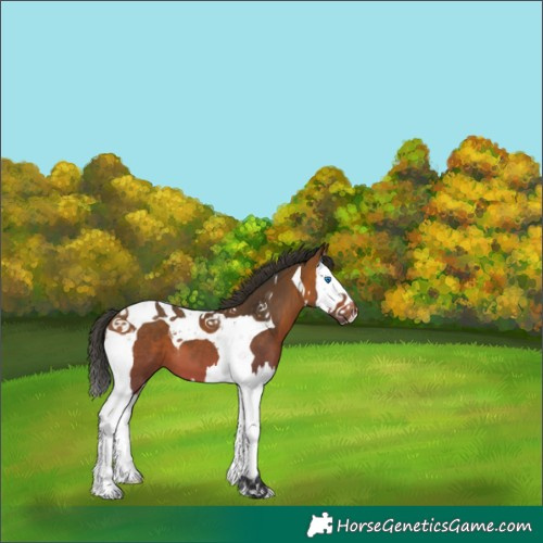 Horse Color:Bay Splash Tobiano 