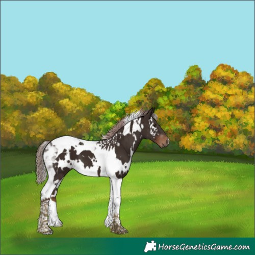 Horse Color:White Spotted Liver Chestnut Tobiano 