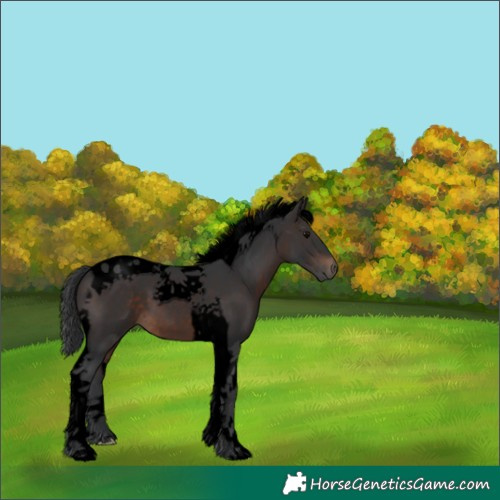 Horse Color:Void Brown Tobiano 