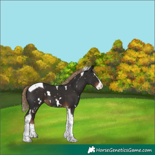 Horse Color:White Spotted Liver Chestnut Splash Tobiano 