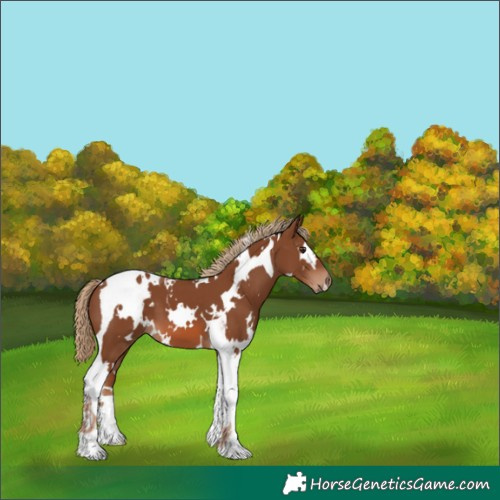 Horse Color:White Spotted Chestnut Tobiano 