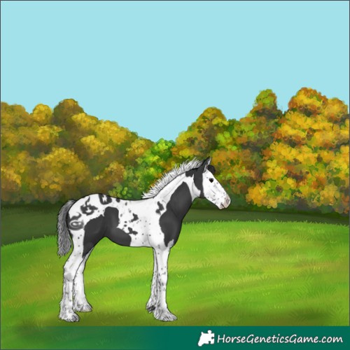 Horse Color:Black Mushroom Splash Tobiano 