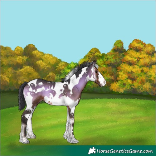 Horse Color:Bay Onyx Splash Tobiano Appaloosa 