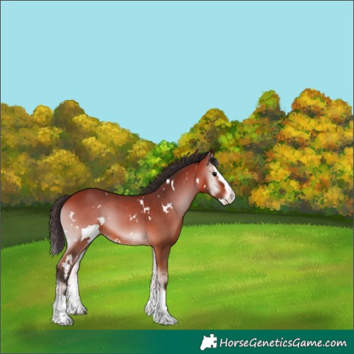Horse Color:White Spotted Bay Onyx Splash 