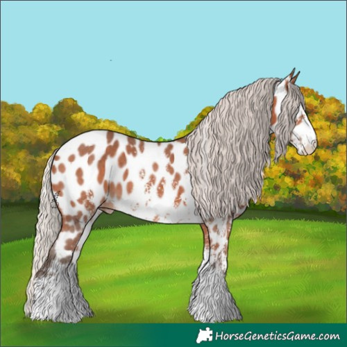 Horse Color:Silver Bay Sabino Appaloosa 