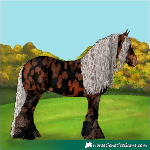 Horse Color:Void Silver Bay Sabino Appaloosa 