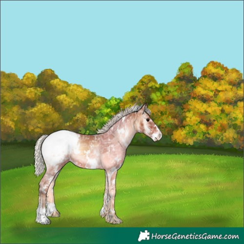 Horse Color:White Spotted Silver Bay Ice Onyx Appaloosa 