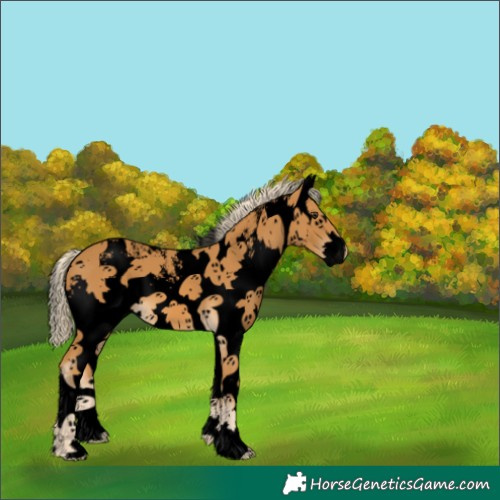 Horse Color:Void White Spotted Palomino 