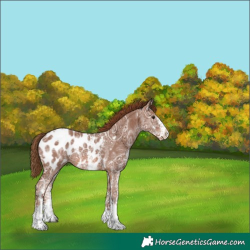 Horse Color:White Spotted Chestnut Ice Appaloosa Rabicano 