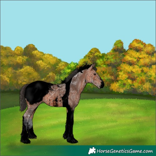 Horse Color:Void Bay Ice Sabino Tobiano Appaloosa 
