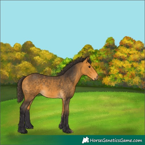Horse Color:Void Buckskin 
