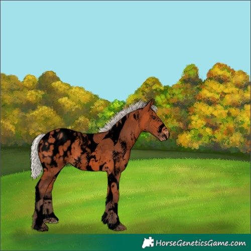 Horse Color:Void Silver Bay Sabino Tobiano Appaloosa 