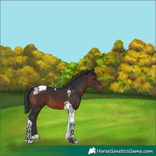 Horse Color:Brown Tobiano 
