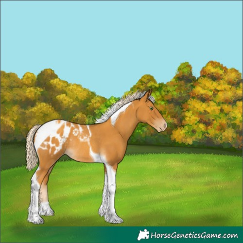 Horse Color:Gold Cream Champagne Tobiano Appaloosa Rabicano 