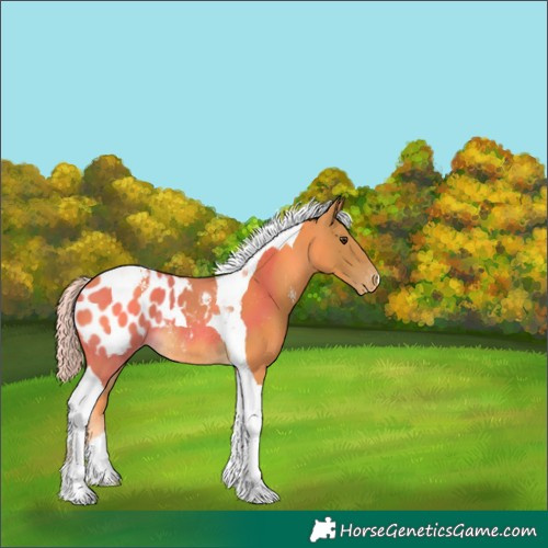 Horse Color:Palomino Tobiano Appaloosa Rabicano 