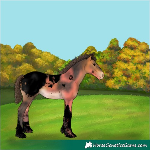 Horse Color:Void Buckskin Tobiano Appaloosa 