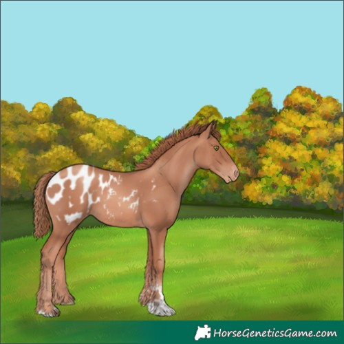 Horse Color:Gold Champagne Sabino Tobiano Appaloosa Rabicano 