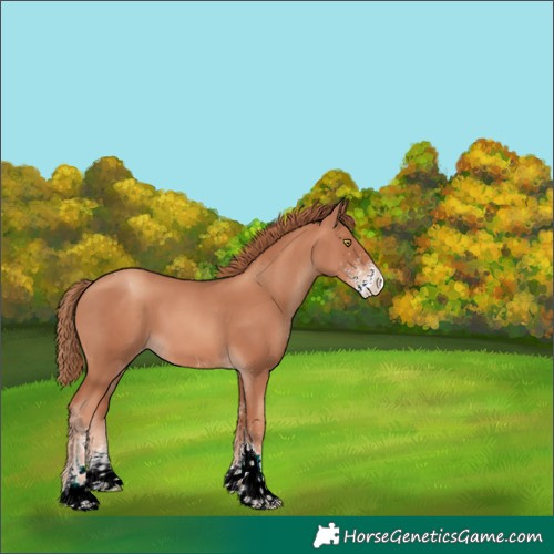 Horse Color:White Spotted Gold Champagne Tobiano Appaloosa Rabicano 