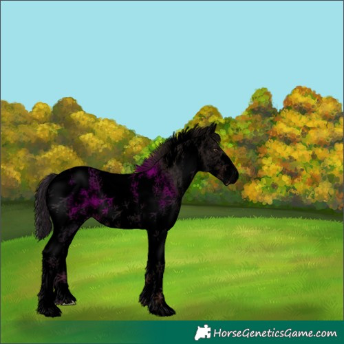 Horse Color:Void White Spotted Liver Chestnut Tobiano Appaloosa 