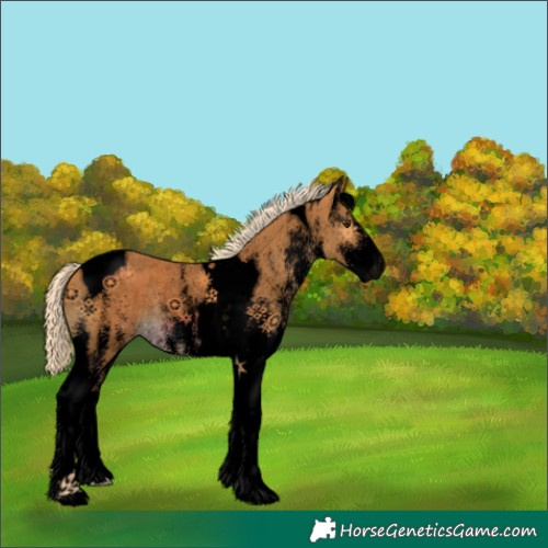 Horse Color:Void White Spotted Palomino Tobiano Appaloosa Rabicano 