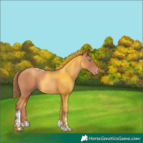 Horse Color:Gold Champagne Tobiano Appaloosa Rabicano 