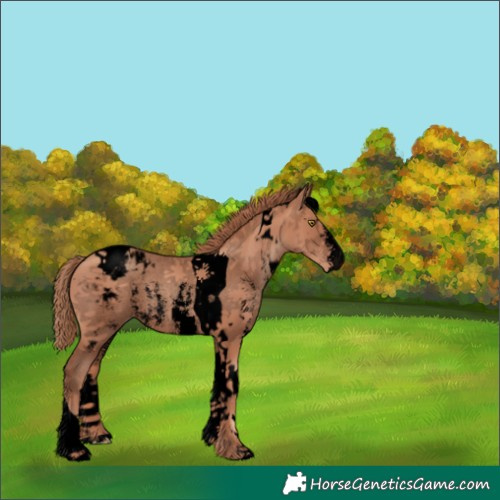 Horse Color:Void Gold Champagne Sabino Tobiano Appaloosa 