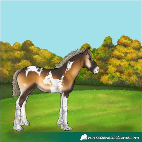 Horse Color:Chocolate Palomino Onyx Tobiano Appaloosa Rabicano 